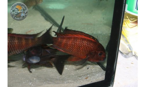 Petrochromis Tropheus Quarantaine